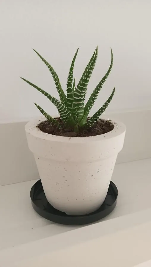 Apartamento Tarifa Cactus Apartment